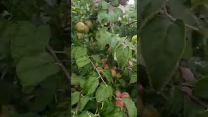 яблоня "Дарунак" белорусской селекции, не боится весенних заморозков. Порадует урожаем!