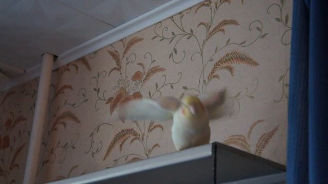 Корелла смотреть онлайн