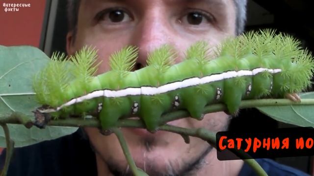 15 самых опасных ГУСЕНИЦ в мире, которых лучше не трогать смотреть онлайн