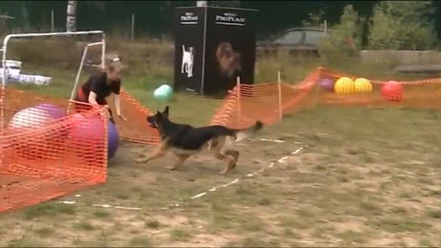 Трейббол показательные выступления