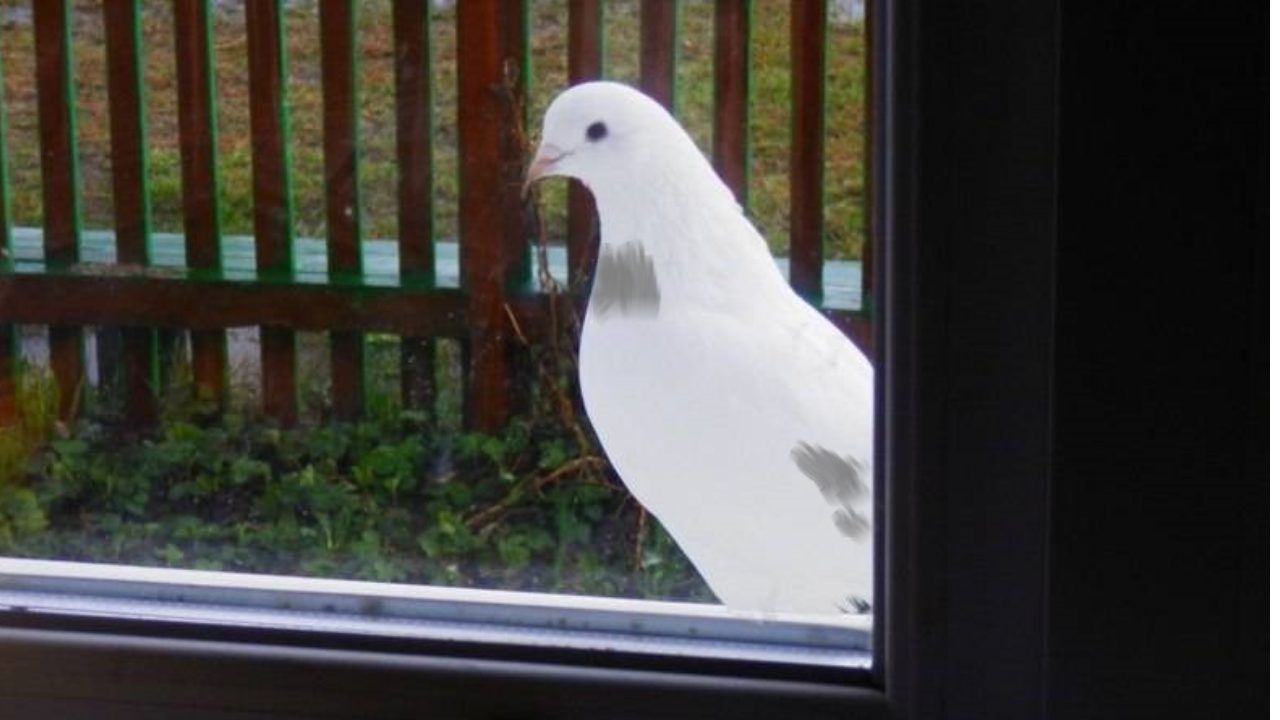 Голубь залетел в помещение. Голубь на подоконнике. Птица на подоконнике. Белый голубь на подоконнике. Белые голуби на окна.