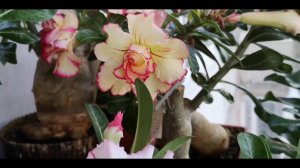Цветение адениумов 2020