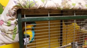 Волнистый попугай и ара