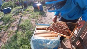 Фацелия как медонос. Контроль засева маток.