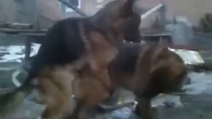 Немецкая овчарка вязка(German Shepherd) Mating in dogs