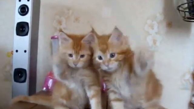 котята мейн-куны питомник 