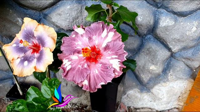 Bo Den Love in Aurora. и Bo Den Lightsnow Starlight смотреть онлайн