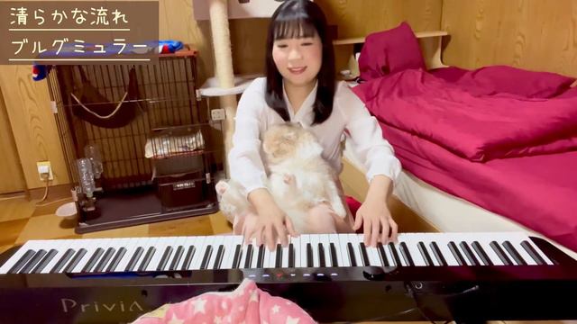 猫と一緒にピアノを弾くとこうなる ブルグミュラー/清らかな流れ #cat #piano #猫とピアノ