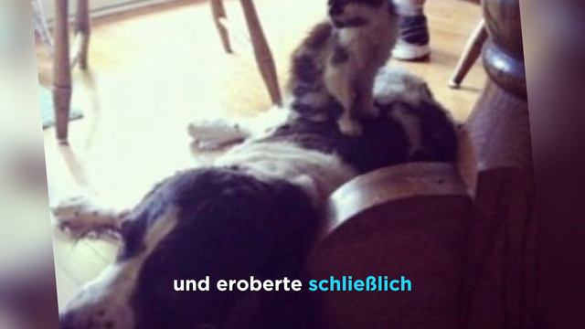 Diese verlassene Katze war kaum wiederzuerkennen, aber eine Frau zeigte Mitgefühl.. смотреть онлайн