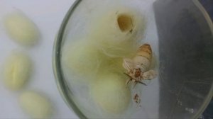 Life of a Silkworm - Time Lapse