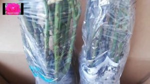 Саженцы роз. Посылка из питомника Тимофея