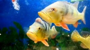 Cichla ocellaris Cichla kelberi