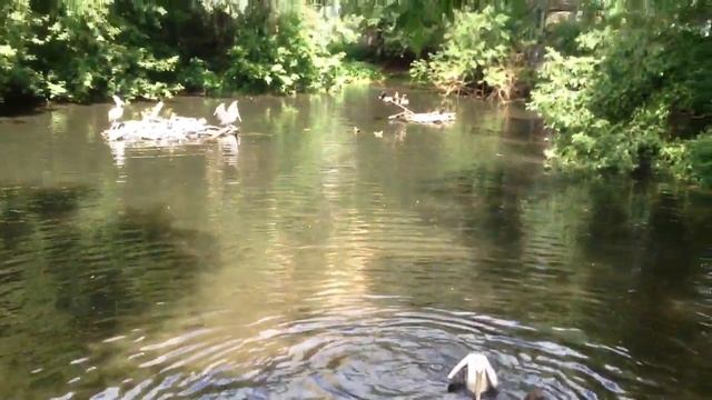 Московский зоопарк - пеликаны смотреть онлайн