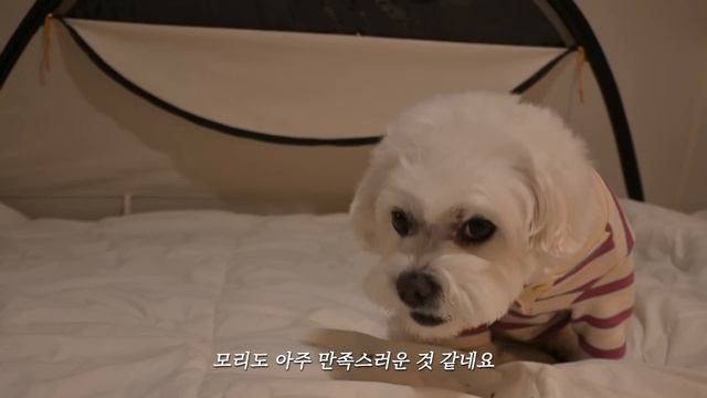 호텔 부럽지 않은 주말별장 설치부터 철수까지🏠🔨 월급쟁이의 로망실현 성공적..🥹 제철 미나리 캠핑 코스요리