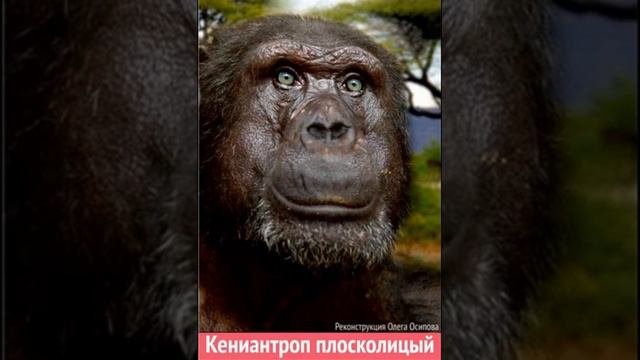 Как изменялся человек. Эволюция человечества.