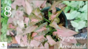 13 varieties of Syngonium, Arrowhead Plant