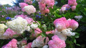 ГОРТЕНЗИИ МЕТЕЛЬЧАТЫЕ. ЧАСТЬ 1. ЗИМОСТОЙКИЕ СОРТА. Hydrangea paniculata. Winter-hardy varieties.