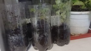 Вот так сюрприз!