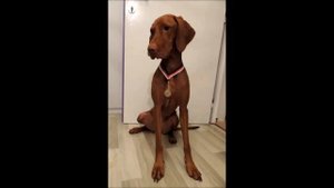 Венгерская выжла. ZooPlace.Ru