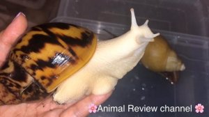 Чем отличаются улитка Ахатина от Архахатины. Ахатина Ахатина Тигр