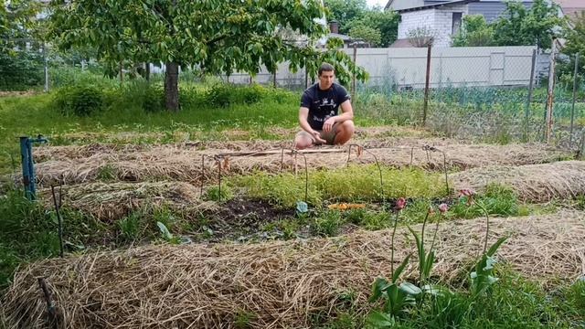 Как правильно мульчировать почву