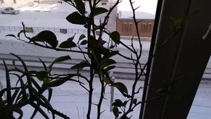 #Триходерма, #сенная_палочка, #микориза, #гумус, #трутовики для домашнего #лимона.