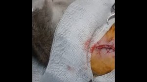 Удаление  опухоли у крысы.    Removal of the tumor  in the rat.