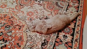 Кот Боня ?⬛