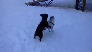 Французские бульдоги свадьба Бароша и Диля