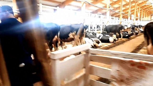 Гости из Казахстана приехали на отбор КРС. Ферма КРС. Молочные породы