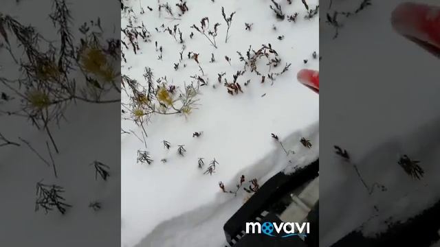 Миниснегоход Хаски, тест-драйв.