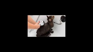 Как часто можно мыть кошек?