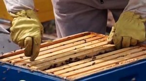 МЕДОВЫЕ! СУШЬ! ВОЩИНА! ПЕРГА!