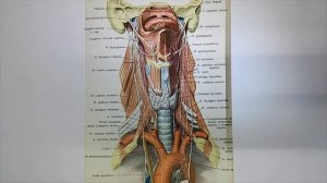 Блуждающий нерв