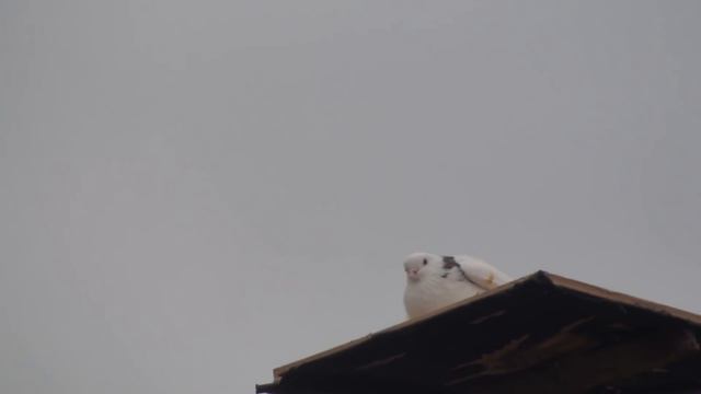 Ловля Ястреба на живца-голубя. Как сделать ловушку/ How to make a live bite on a hawk, with a pigeo смотреть онлайн