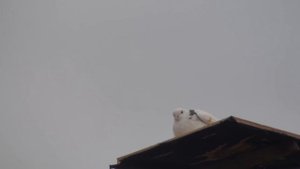 Ловля Ястреба на живца-голубя. Как сделать ловушку/ How to make a live bite on a hawk, with a pigeo