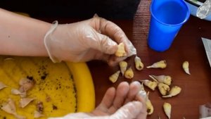 подготовка луковиц фрезии к посадке _freesia.