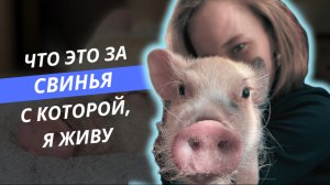 Свинья в квартире? Вырастают ли минипиги? Рассказываю про свою свинью, с которой живу