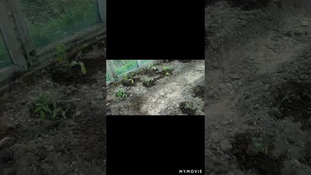 Дела тепличные ...... смотреть онлайн