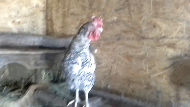 Курочки ругаются и отнимают у друг друга место смотреть онлайн