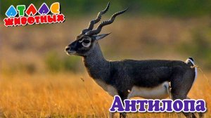 Антилопа Атлас животных