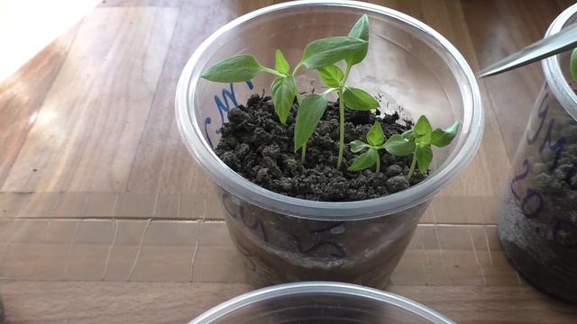 Прореживаю рассаду после загущенного посева