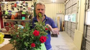 How to grow Double Red Knock Out® Rose with a detailed description