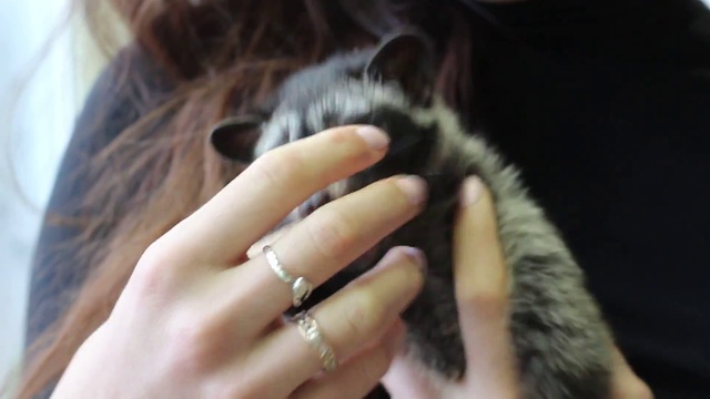 циветта Хлоя кусается смотреть онлайн