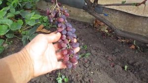 Оидиум-коварное грибковое заболевание. Как быть?