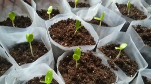 Какое средство заставит рассаду расти?| Что делать если рассада вытянулась?