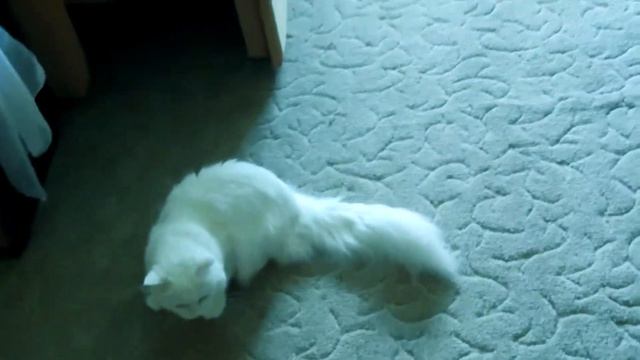 Котэ радостно встречает смотреть онлайн