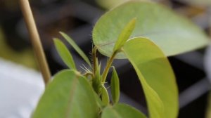 Десмодиум – танцующее растение