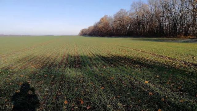 Выпуск 23. Всходы озимой пшеницы в Лабинском районе смотреть онлайн