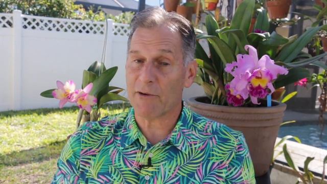 The 2 oldest orchids in my collection смотреть онлайн